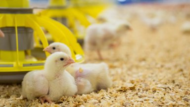 Užauginta be antibiotikų: kas slypi už tokio paukštienos produktų žymėjimo?
