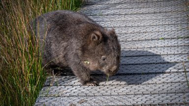 Nuomonės formuotoja buvo išvyta iš Australijos: tokį moters poelgį pasmerkė bene visi socialinių tinklų vartotojai