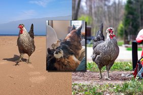 Višta Neko – Kristinos augintinė, stebinanti aplinkinius: moka savo vardą, gamtinius reikalus atlieka dėžutėje, kartu keliauja 