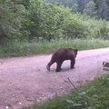Biržų girioje vėl pastebėta meška – spėjama, kad yra ne viena